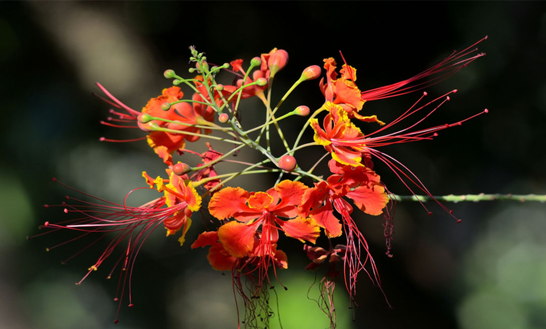 江西花帮主百科词条创建案例